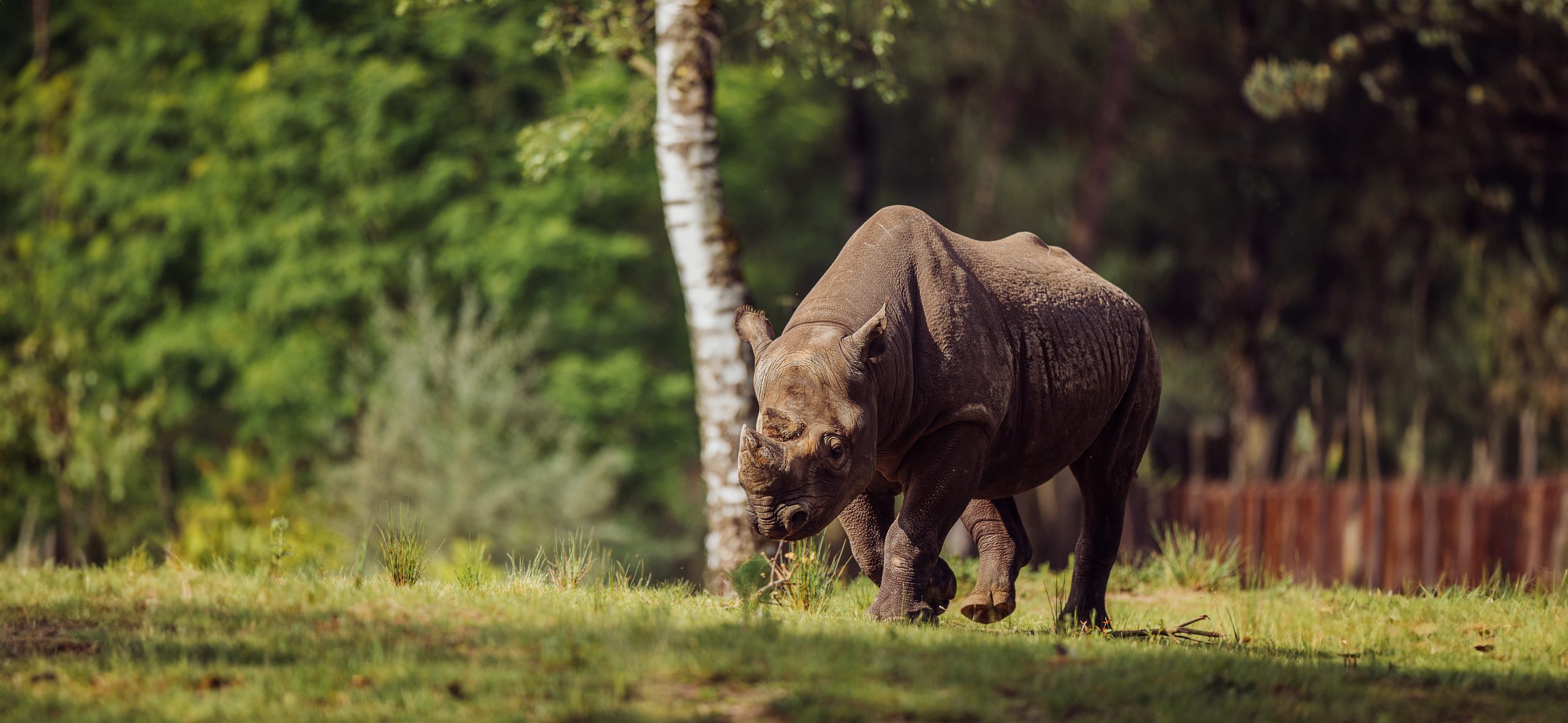 Beekse_Bergen-zomercampagne-neushoorn_03_3